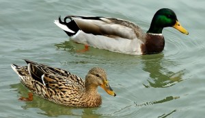 Canard colvert 