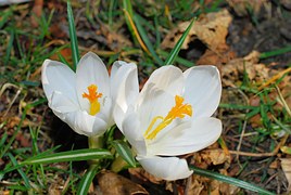 crocus-670635__180
